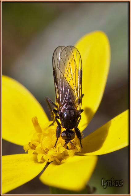 L''Hibotidae di casa