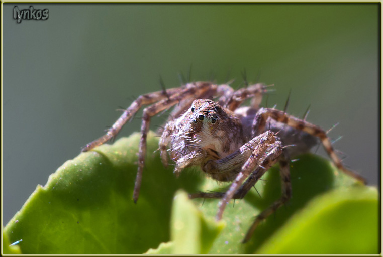 Oxyopes sp.