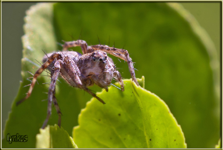 Oxyopes sp.