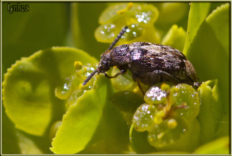 Chrysomelidae Bruchinae