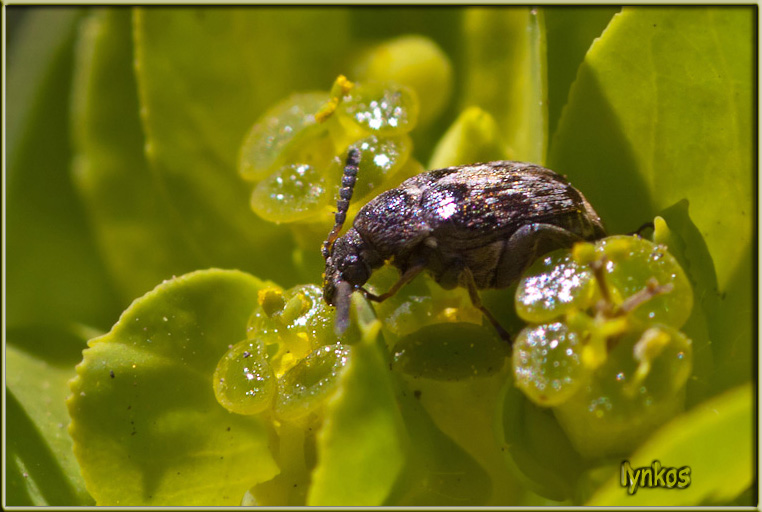 Chrysomelidae Bruchinae