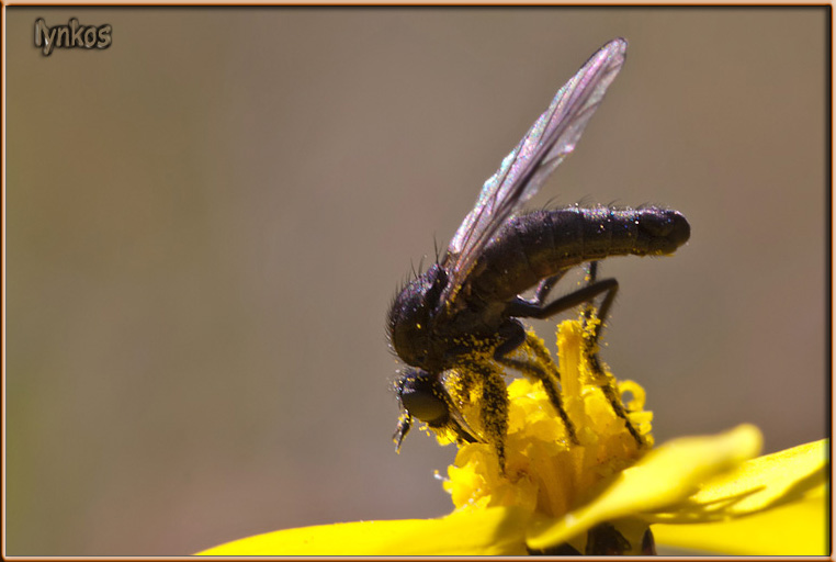 L''Hibotidae di casa