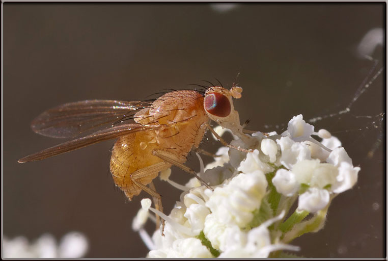 Phaonia pallida? No Lauxaniidae.