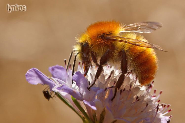 Rosso d''estate... Bombus pascuorum?