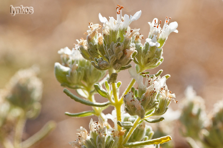 Teucrium capitatum