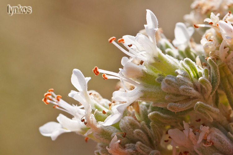 Teucrium capitatum