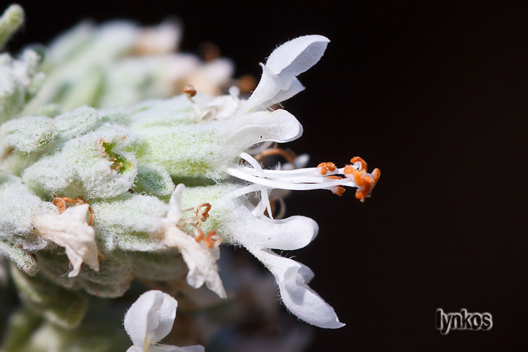 Teucrium capitatum