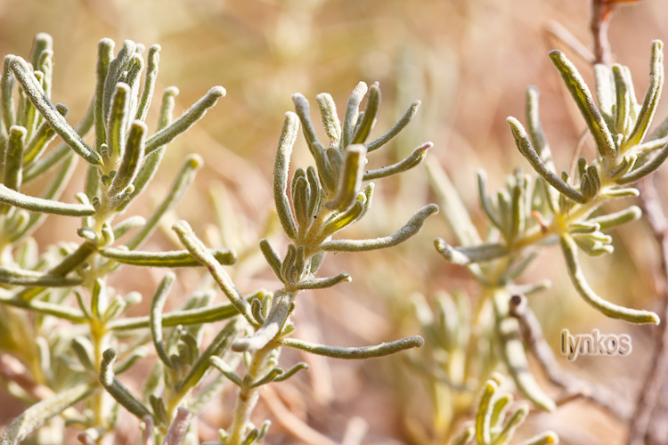 Teucrium capitatum