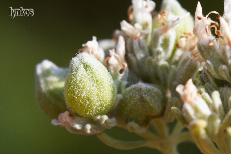 Teucrium capitatum