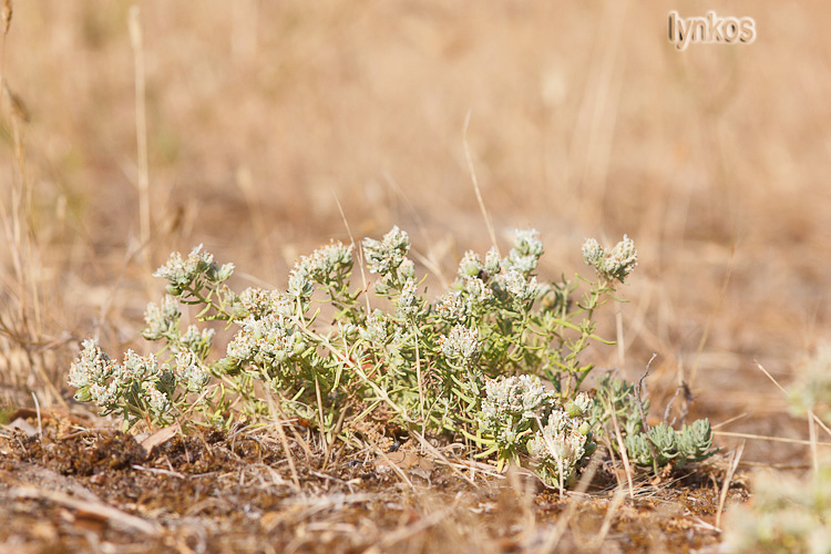 Teucrium capitatum