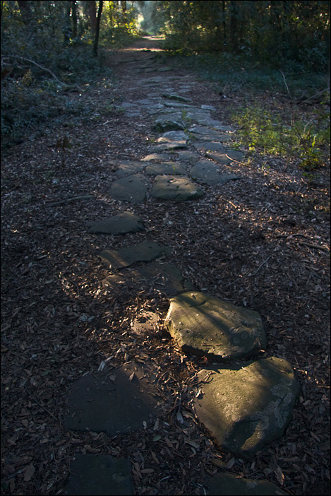 Una strada nel bosco