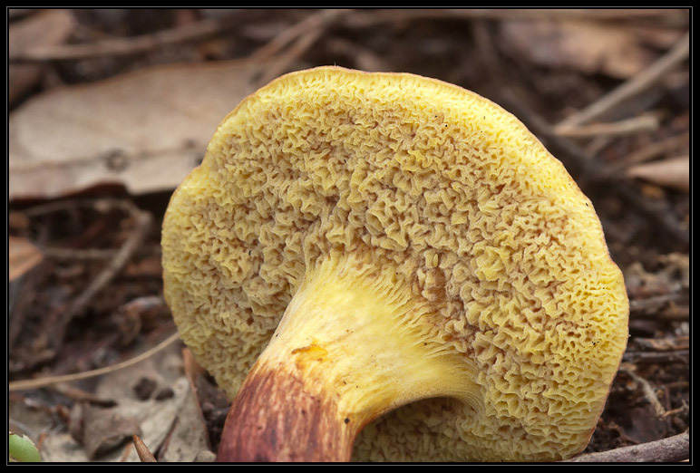 I funghi del litorale romano 2010