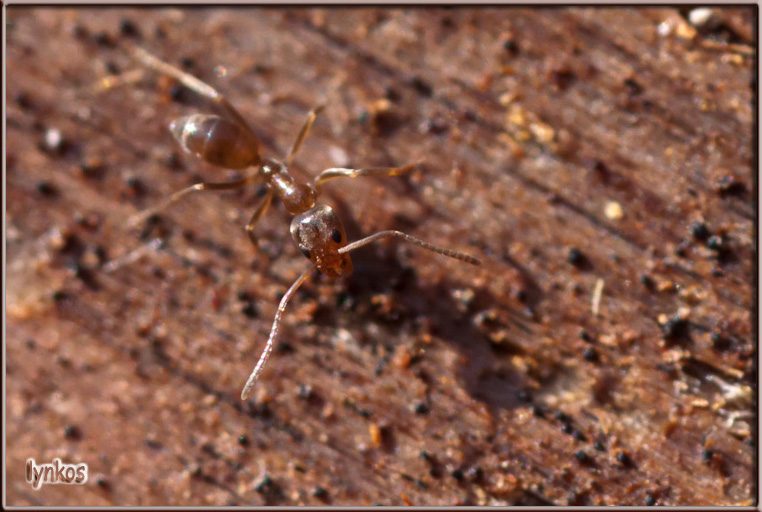 Pheidole nel legno? No. Linepithema humile