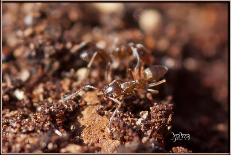 Pheidole nel legno? No. Linepithema humile