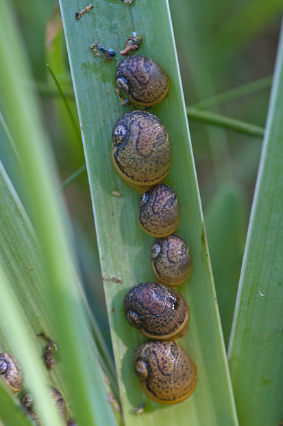 Snail nursery