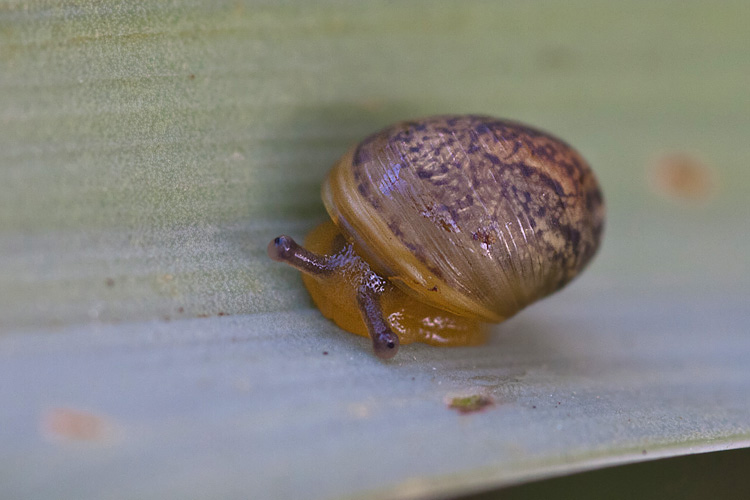 Snail nursery