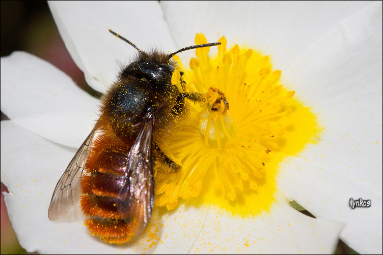 Hymenoptera dai peli rossiccia