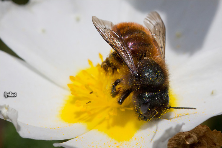 Hymenoptera dai peli rossiccia