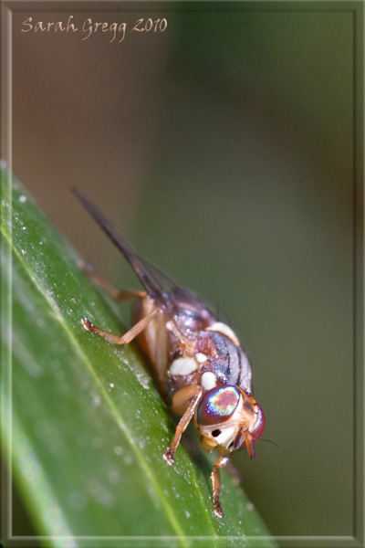 Dacus (=Bactrocera) oleae ♂ (Tephritidae)