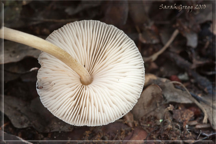 I funghi del litorale romano 2010