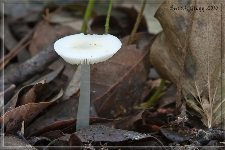 I funghi del litorale romano 2010