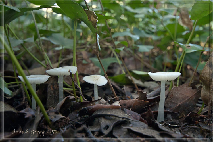 I funghi del litorale romano 2010