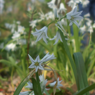 Allium triquetrum