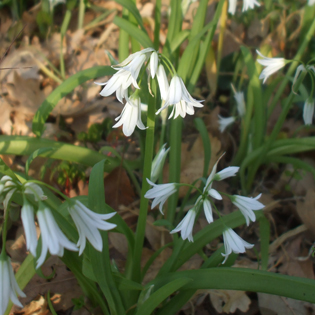 Allium triquetrum