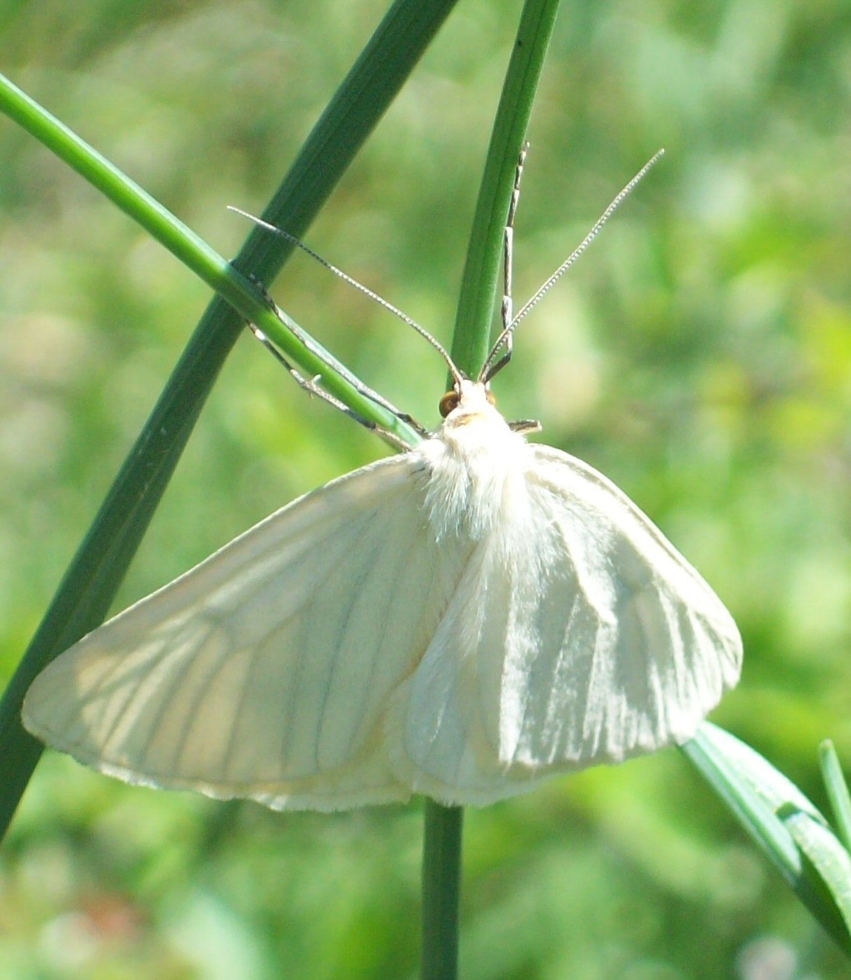 notturna non identificata