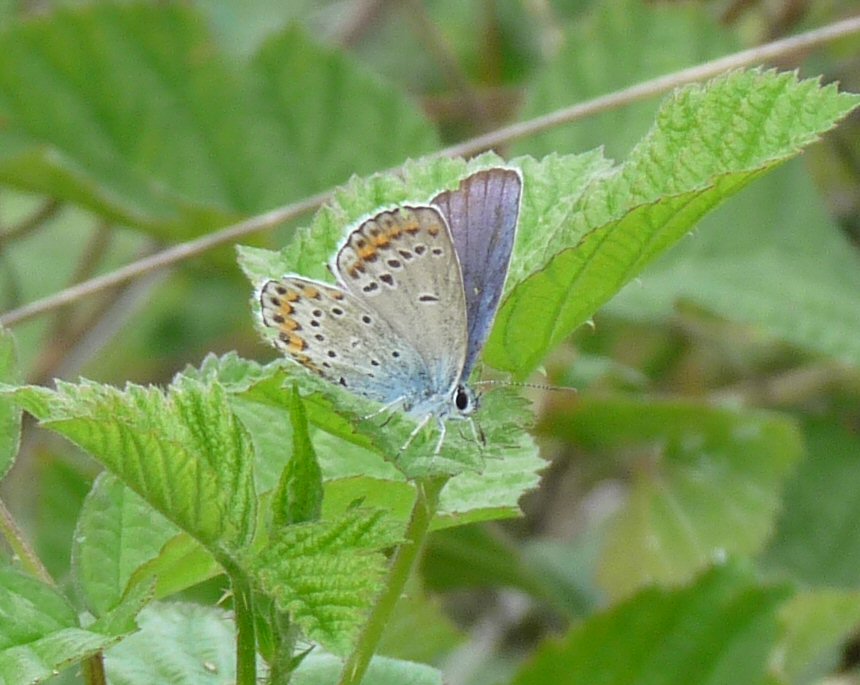 Lycaeides argyrognomon ???