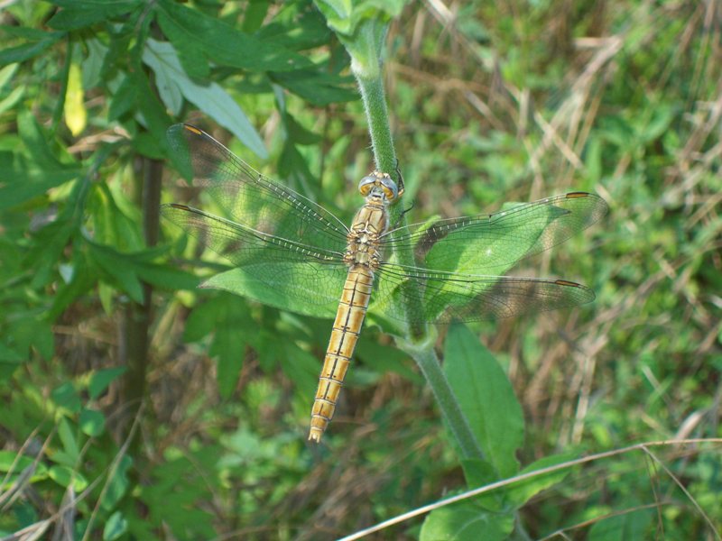 aiuto identificazione - Orthetrum brunneum