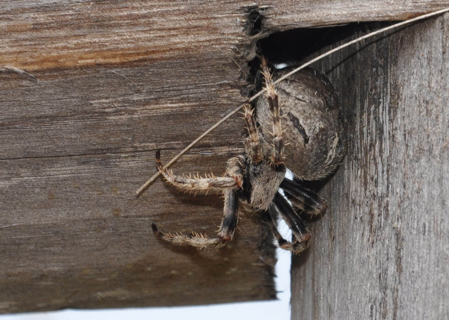 Araneus sp.