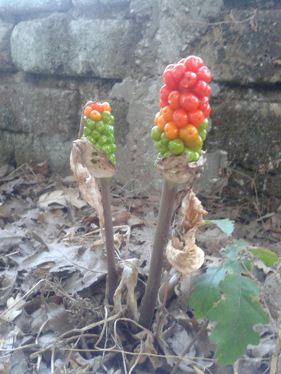 Strane bacche. -  Arum sp.