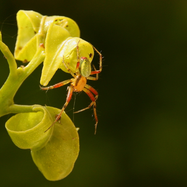 Araniella sp.