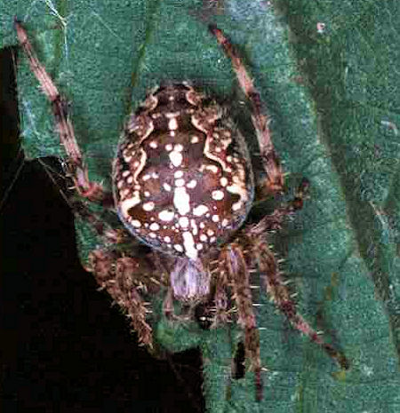 Araneus diadematus