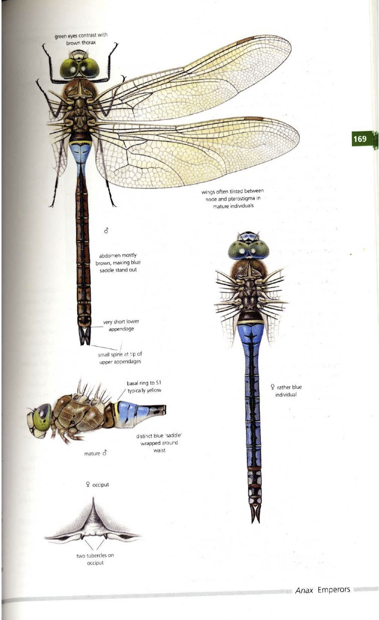 Dijkstra-Lewington Field Guide to the Dragonflies of Britain