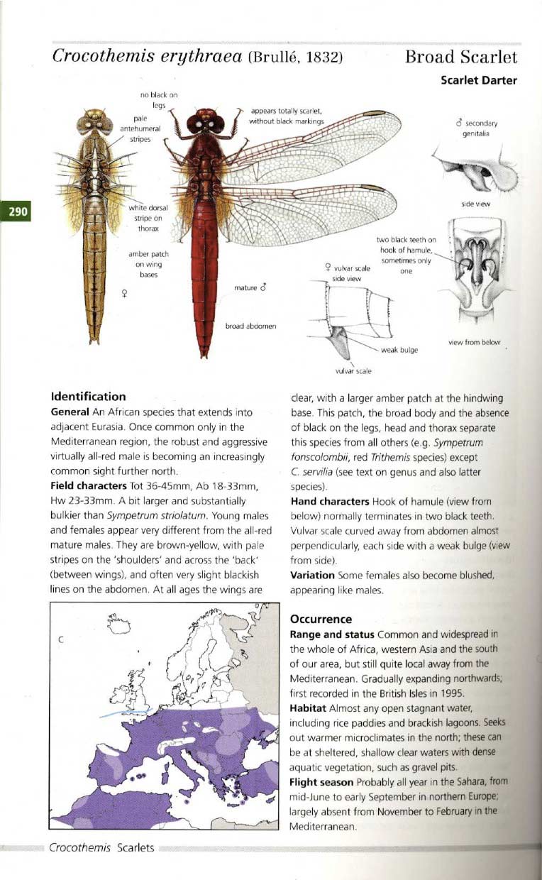 Dijkstra-Lewington Field Guide to the Dragonflies of Britain