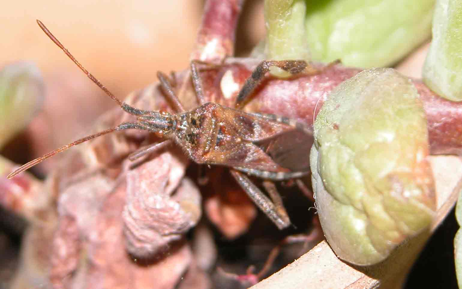 Reduvidae? No, Coreidae: Leptoglossus occidentalis