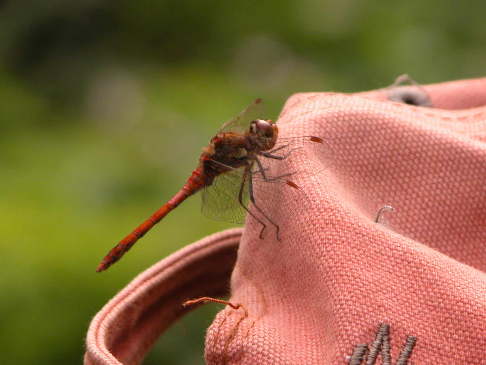 Sympetrum striolatum