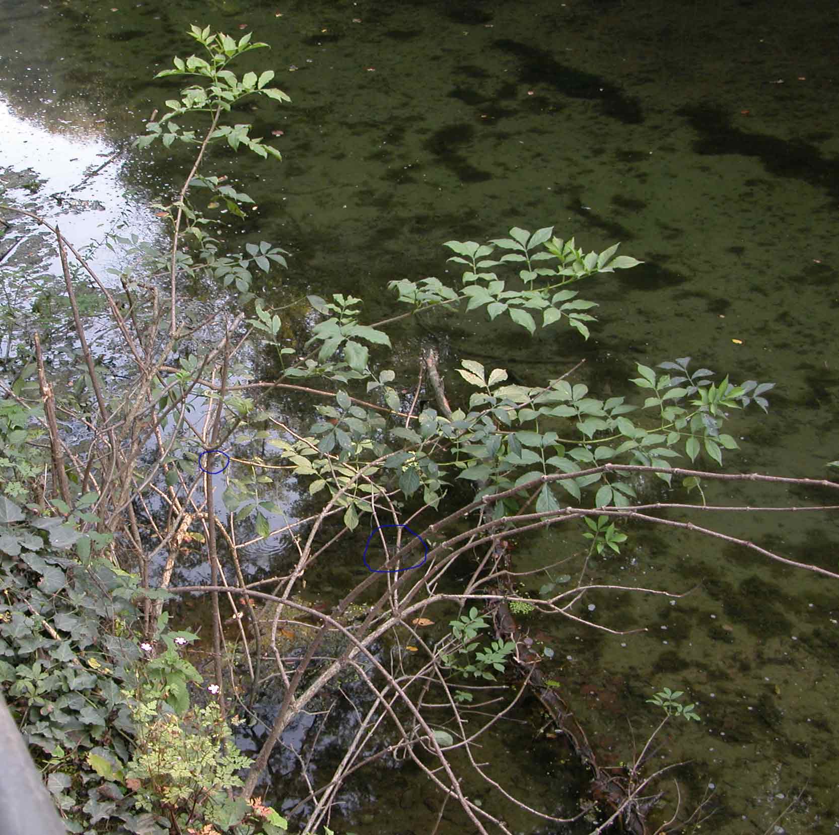 Lestes viridis (accoppiamenti)