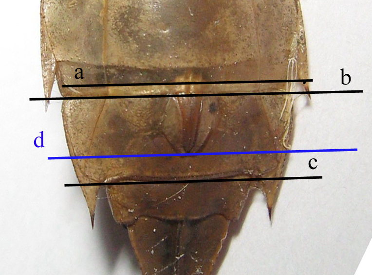 esuvia 1 anisottero: Anax imperator