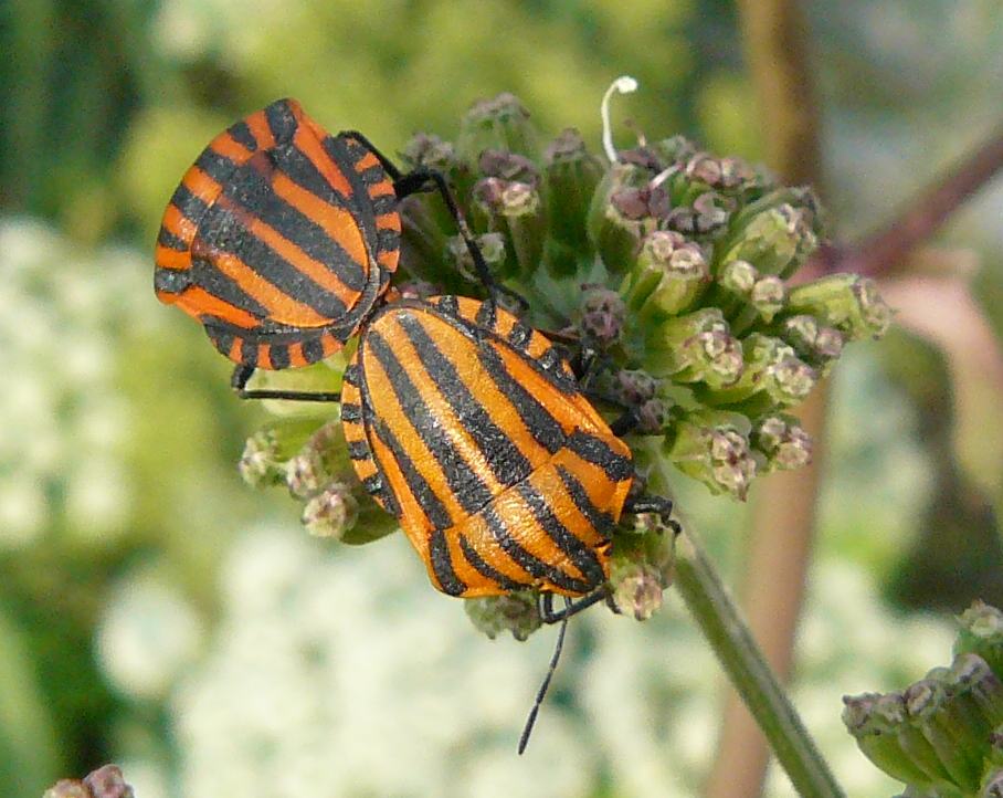 Pentatomidae: Graphosoma lineatum  italicum della Lombardia