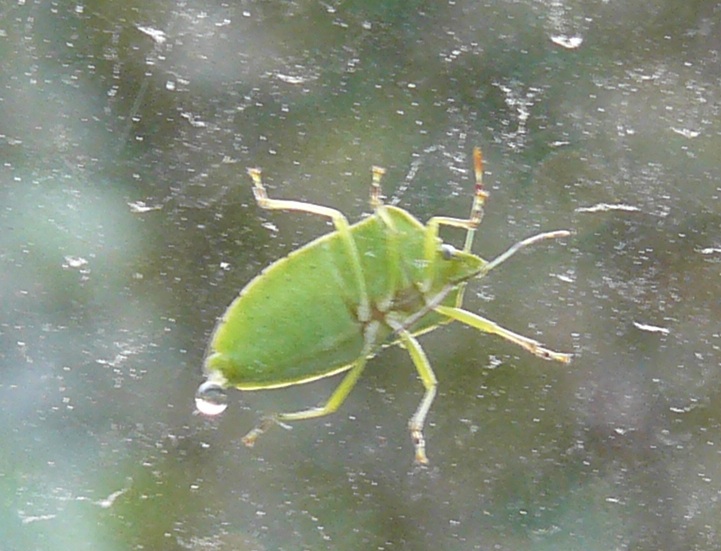 Neanidi di Nezara viridula?