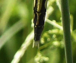 Quesito - Orthetrum albistylum