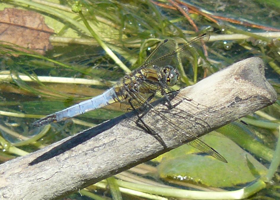 ID Orthetrum cancellatum maschio ??