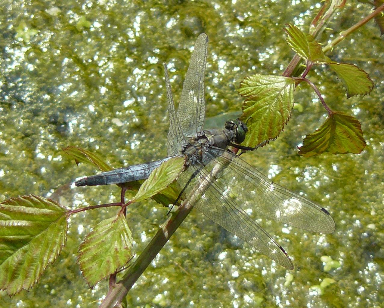 Orthetrum cancellatum ♂