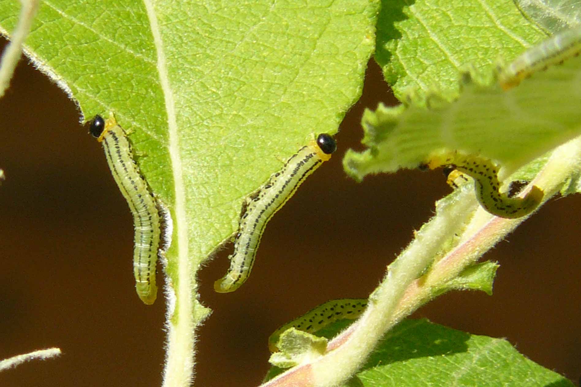 Larve di Nematus sp? (su foglie di Salix caprea)