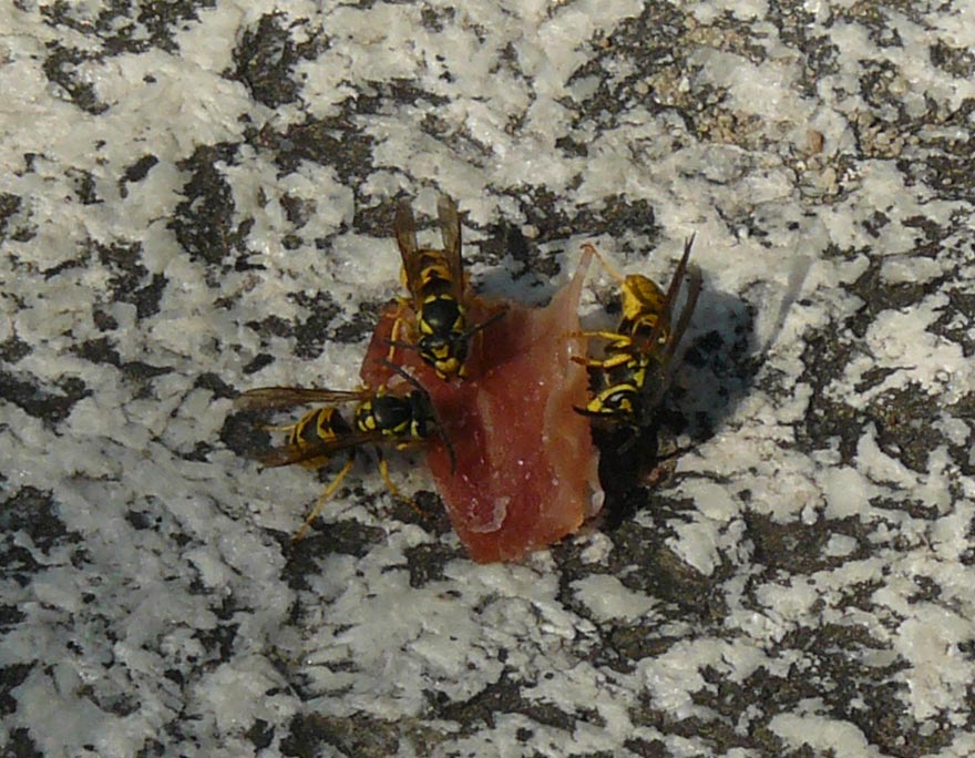 Vespula germanica che mangia prosciutto