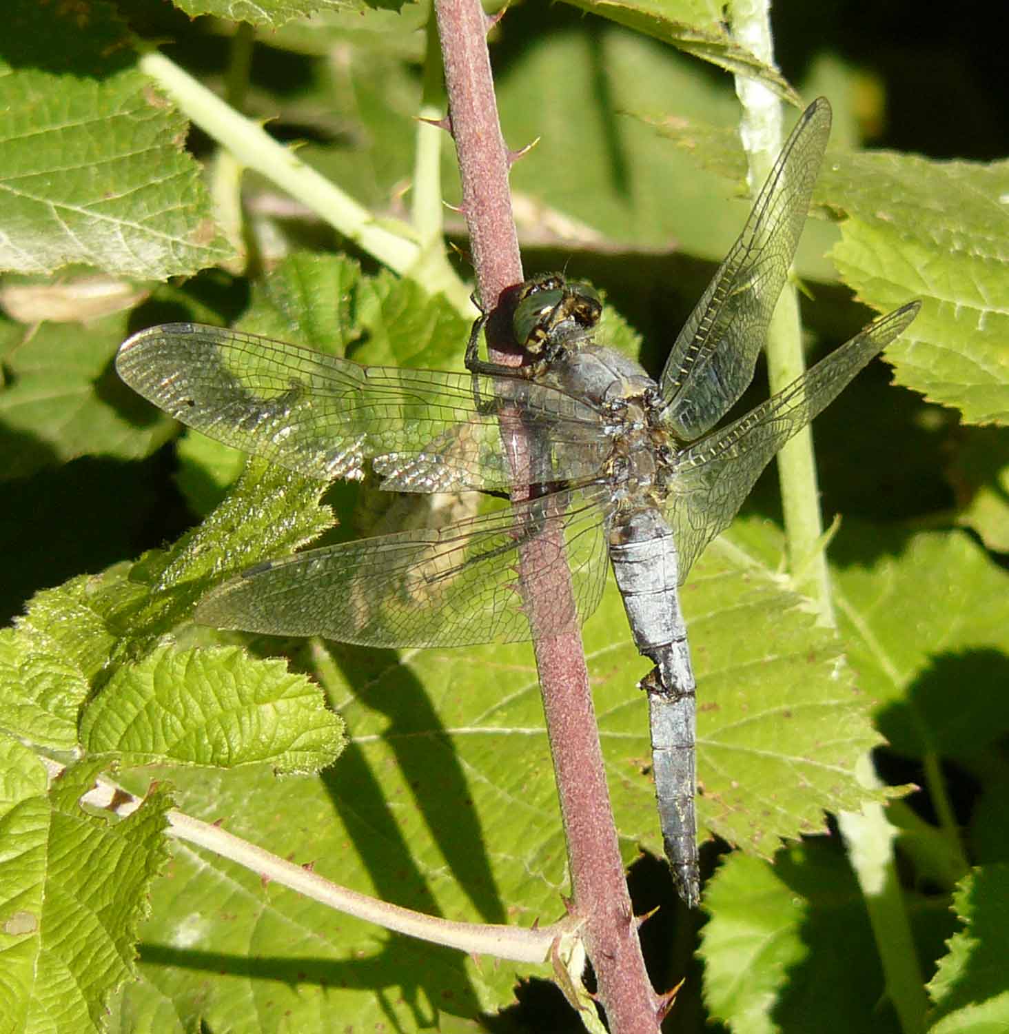 Sympetrum fonscolombii (trialata)