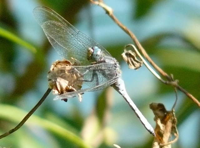 l''eterno dilemma: coerulescens o brunneum?